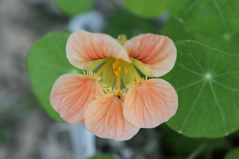 garden nasturtium