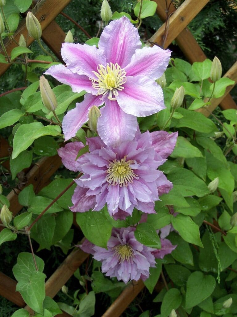 growing clematis