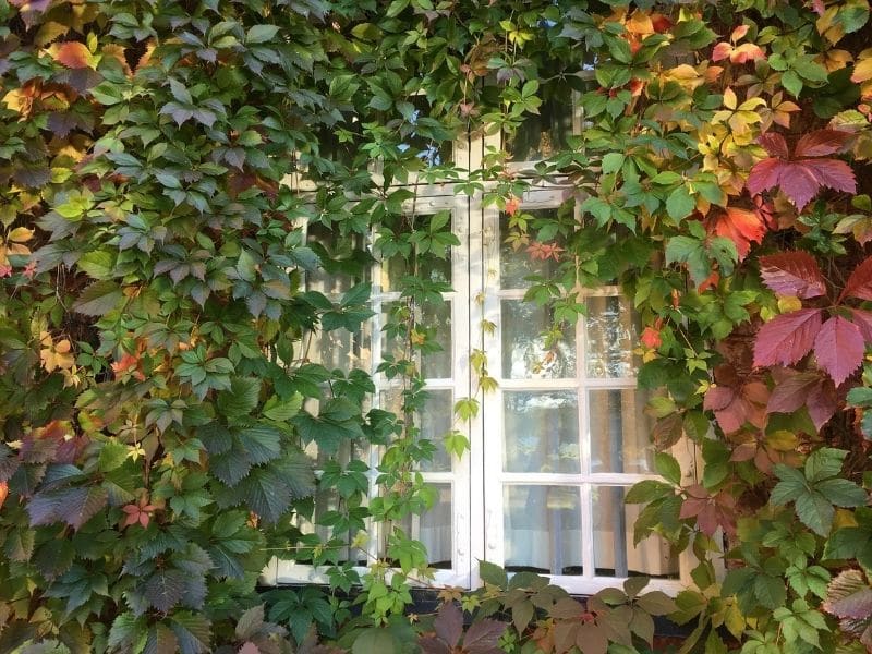 growing virginia creeper