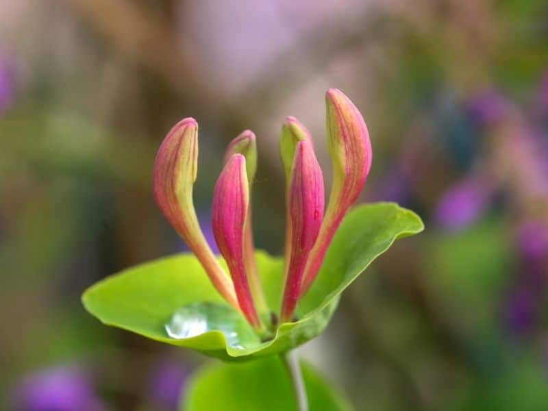 honeysuckle flower bud