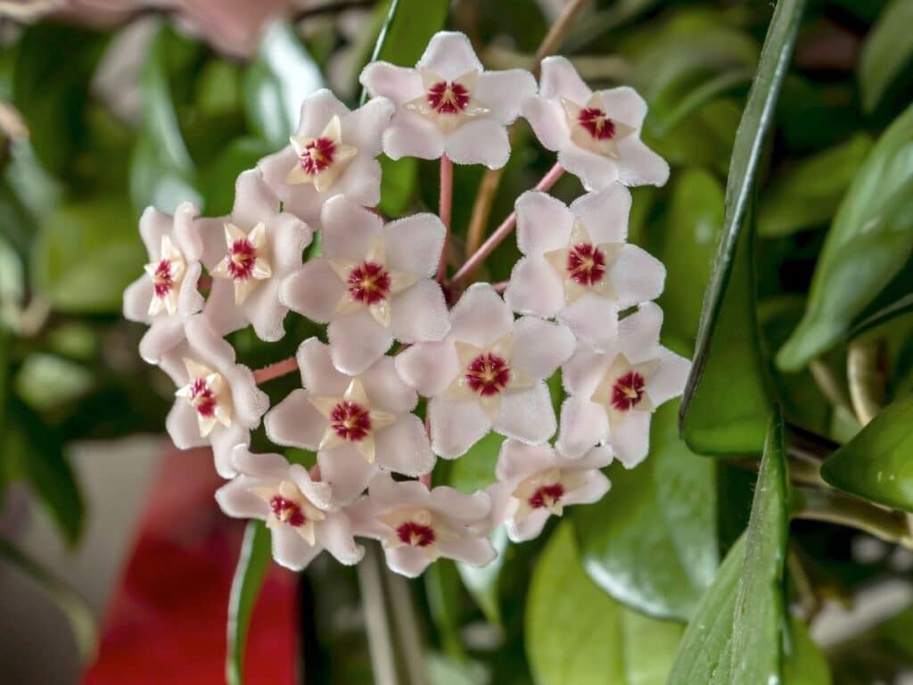 hoya carnosa