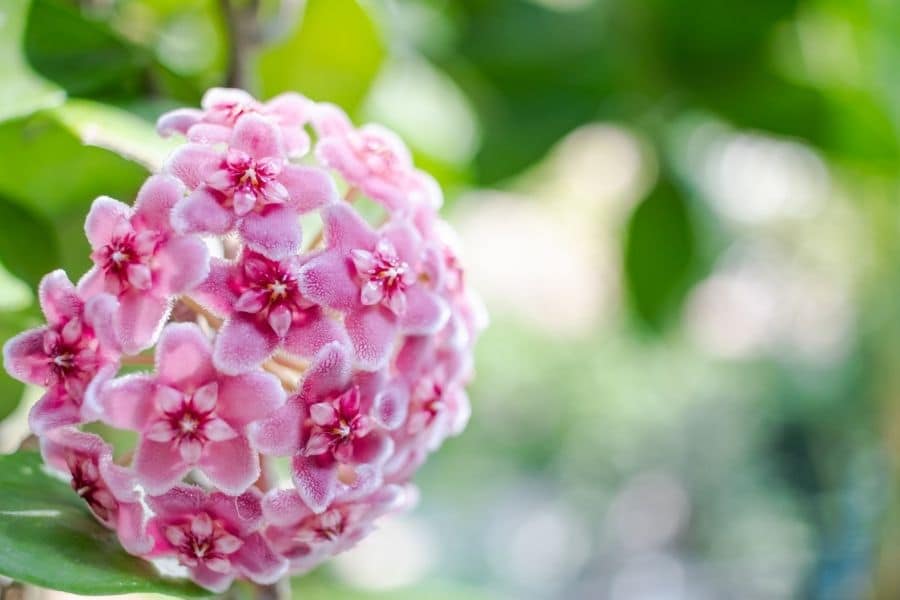 hoya flower