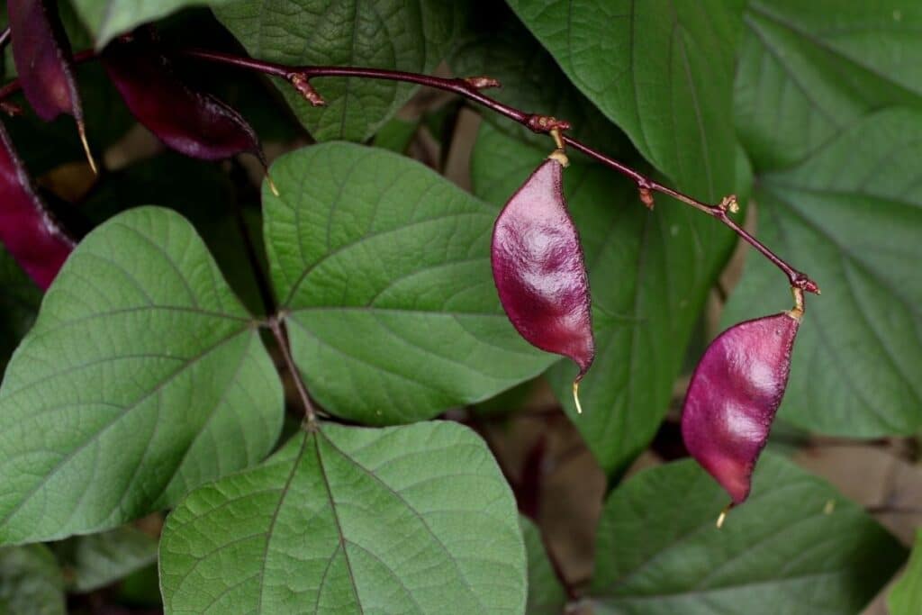 hyacinth bean vine