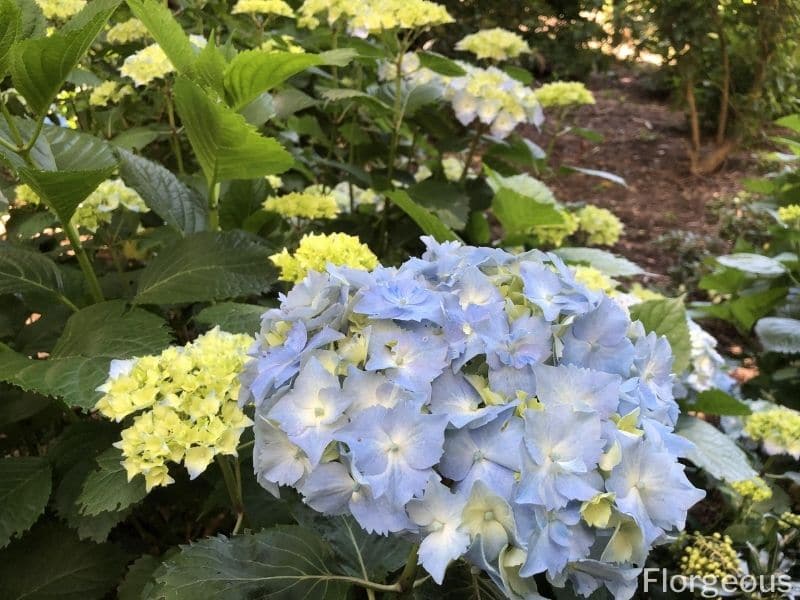 hydrangea shrub