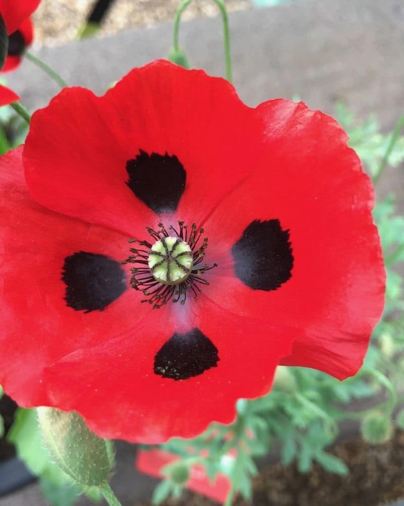 ladybird poppy