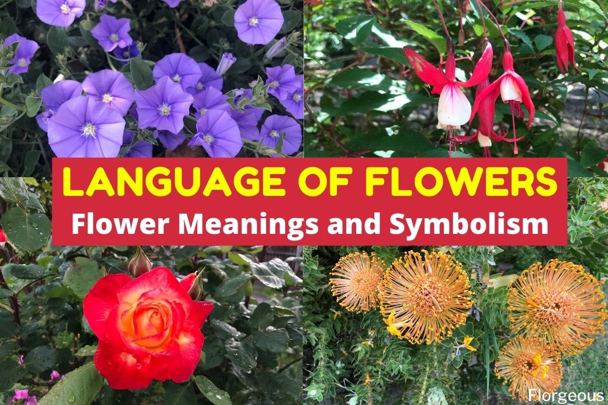 Language Of Flowers Insightful Meanings And Symbolism You Must Know Florgeous