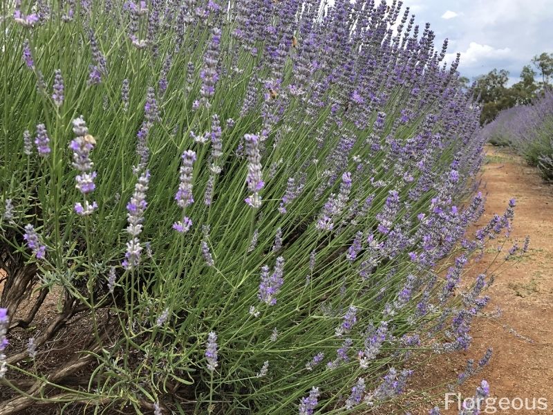 lavender bush