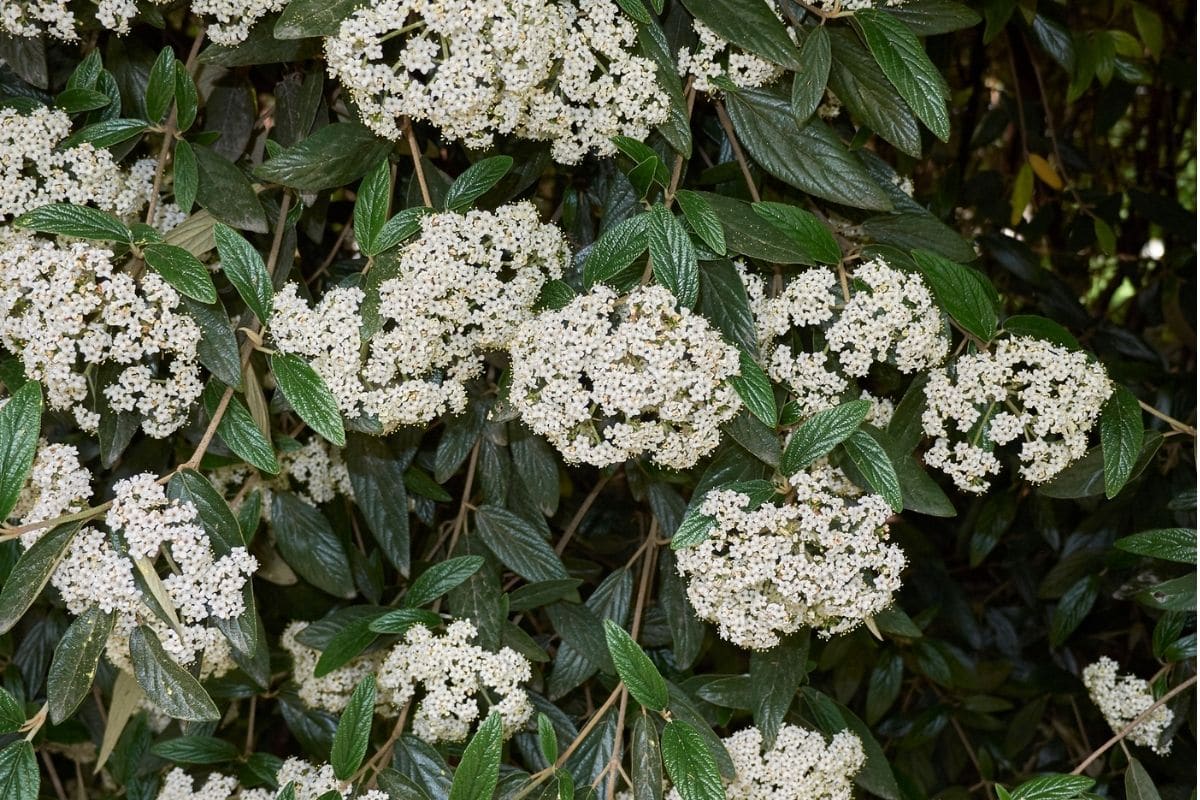 Leatherleaf Viburnum How To Grow and Care