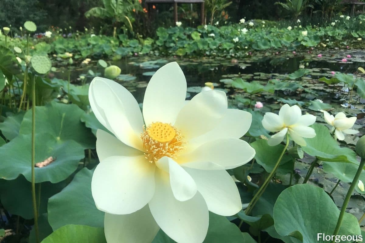 Lotus Flower Meaning and Symbolism What You Need to Know