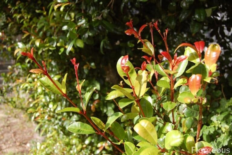 How To Grow the Eugenia Plant (Syzygium paniculatum) | Florgeous
