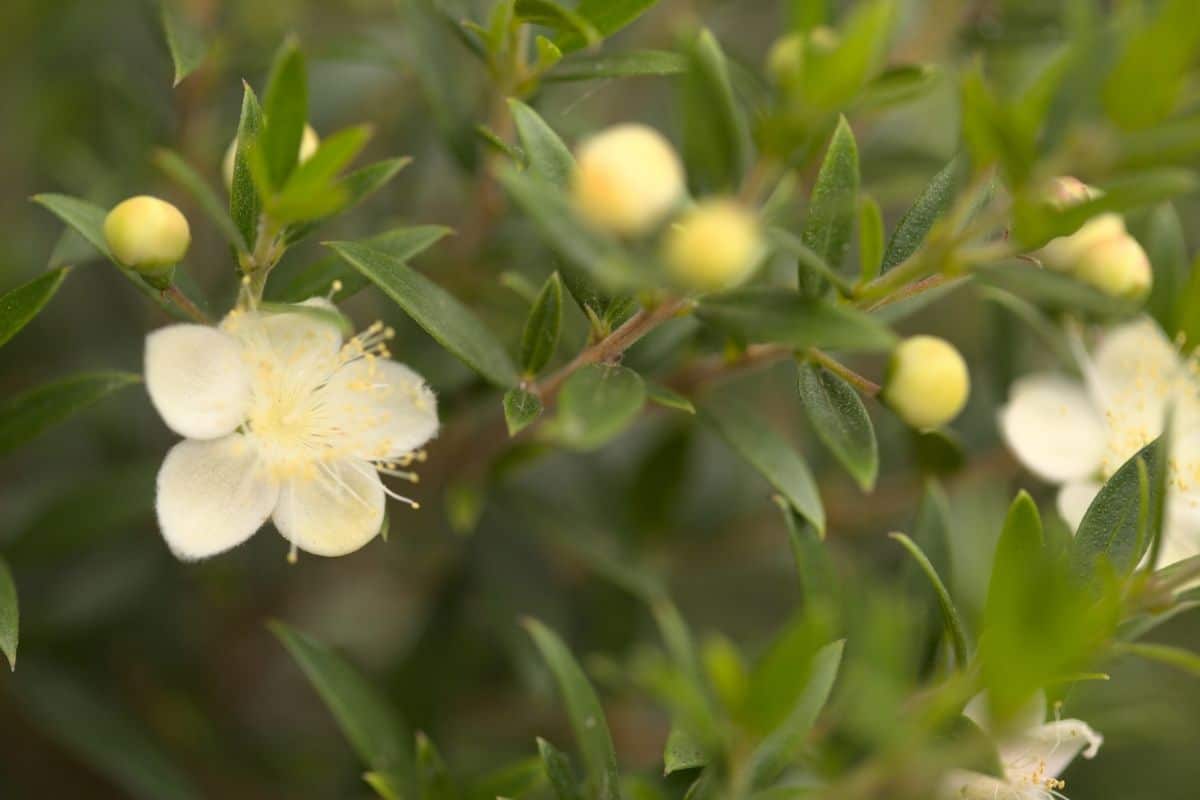 The Myrtle Flower: A Tapestry Of Meaning, Symbolism, And, 56% OFF