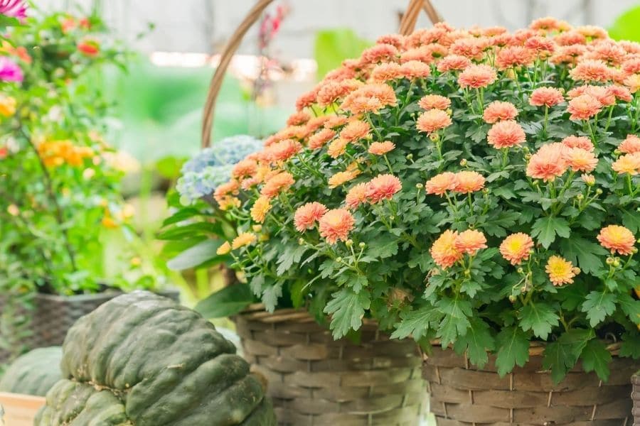 orange chrysanthemum in basket