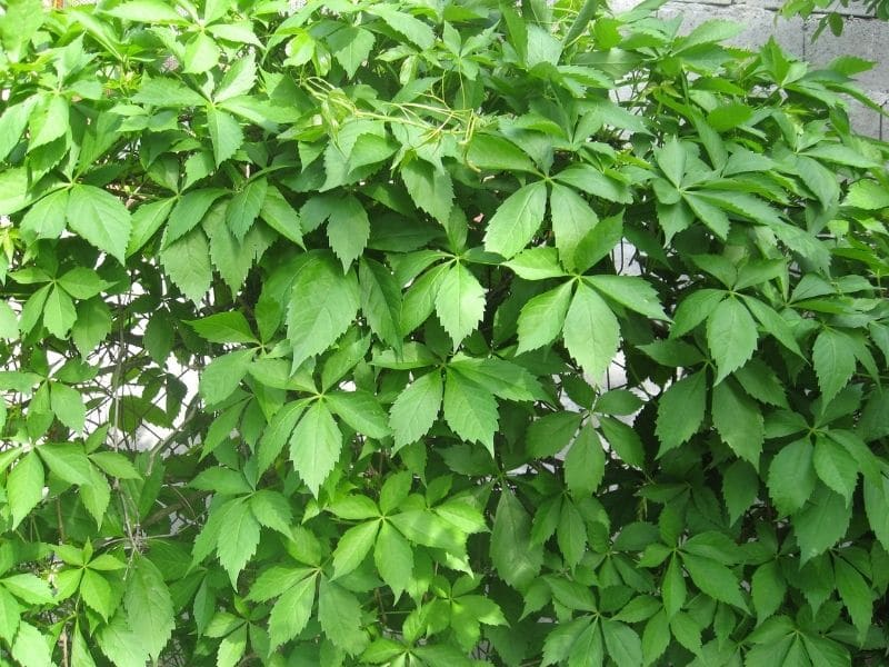 parthenocissus quinquefolia