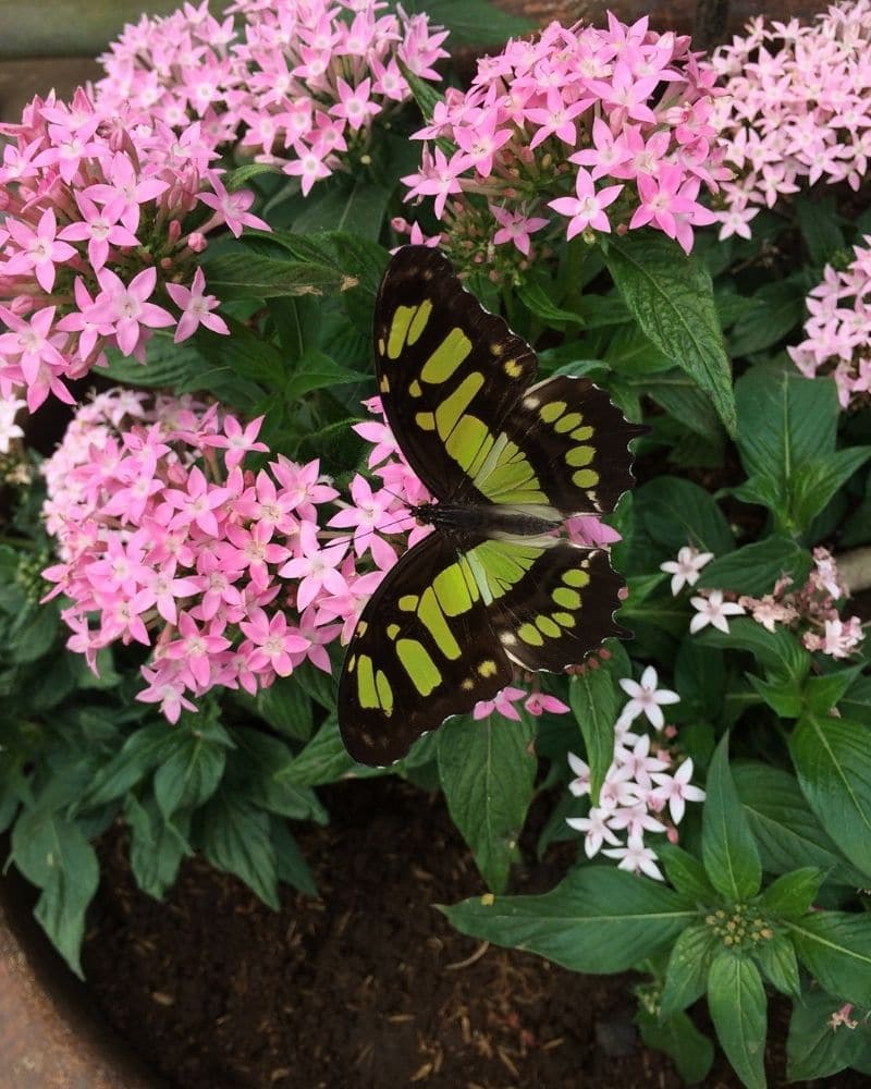 pentas flowers with butterfly