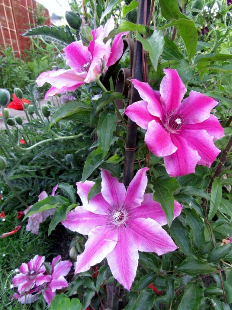 pink clematis flowers