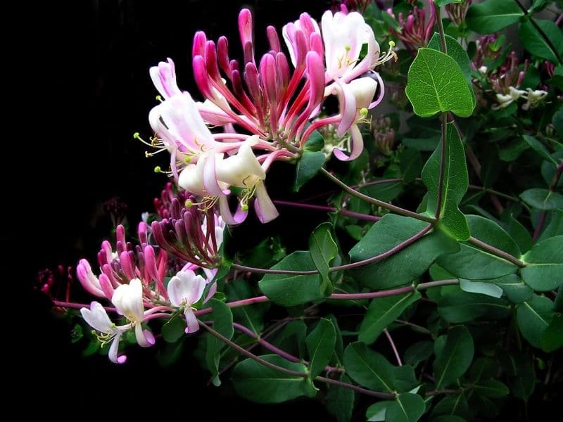 pink honeysuckle flowers