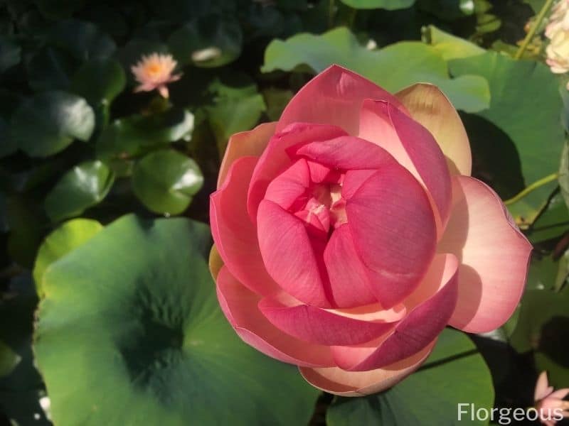 pink lotus flower