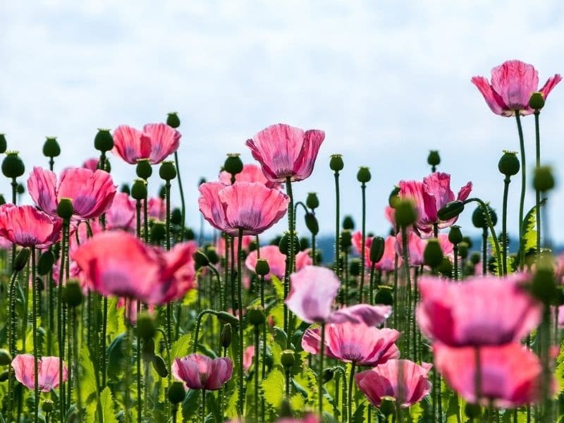 pink poppy flowers