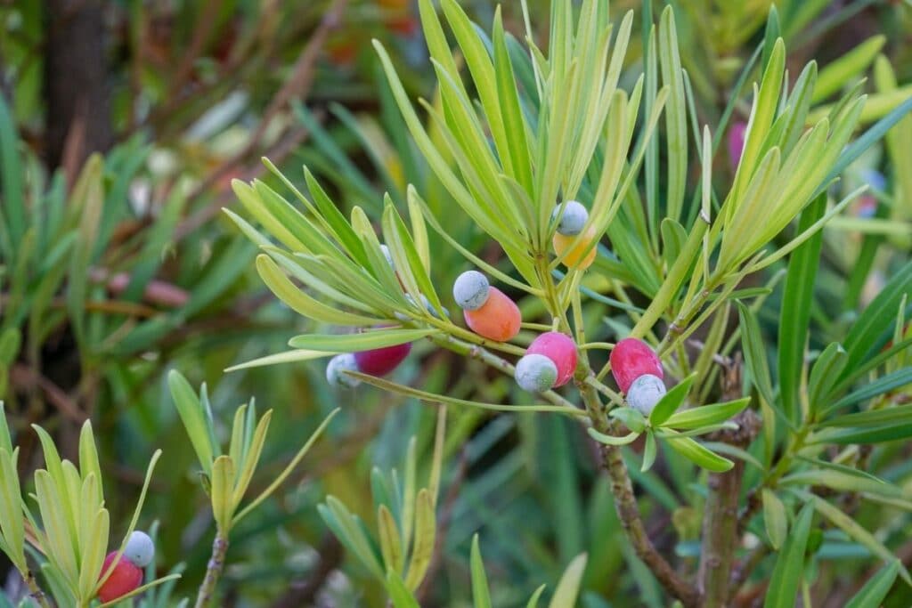 podocarpus