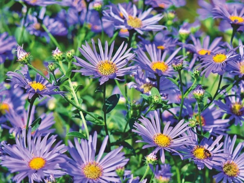 purple aster flowers