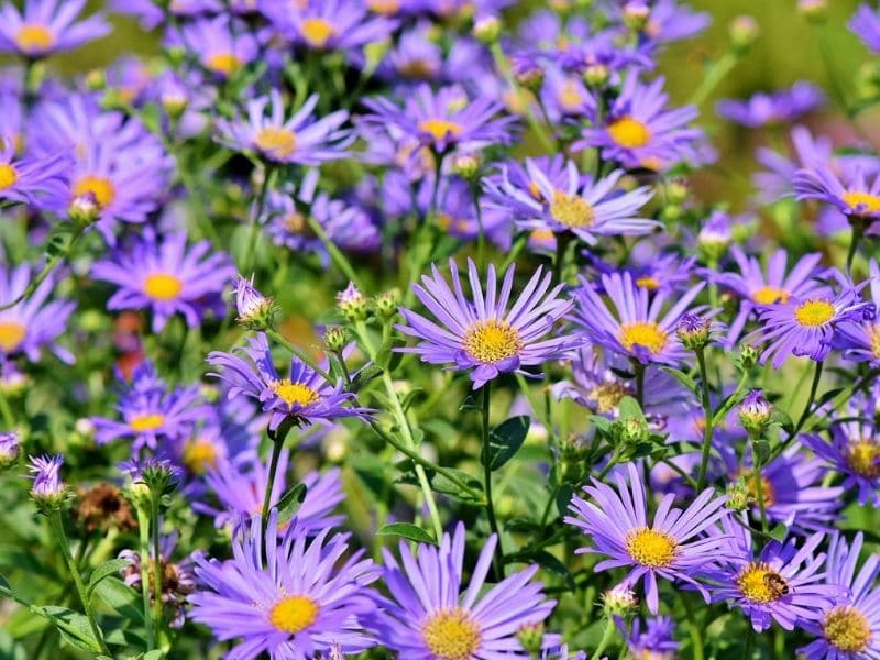 purple asters in the meadow