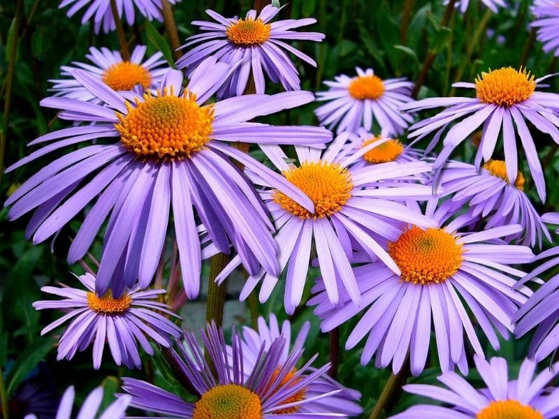 purple asters