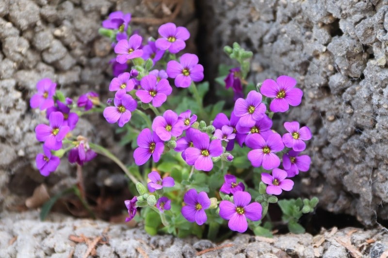 purple rock cress