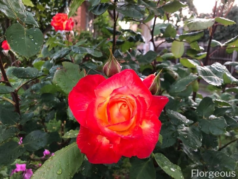 red orange roses