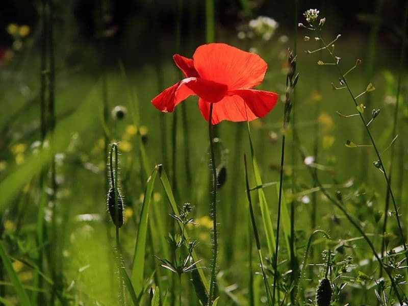 red poppy flower in the wild