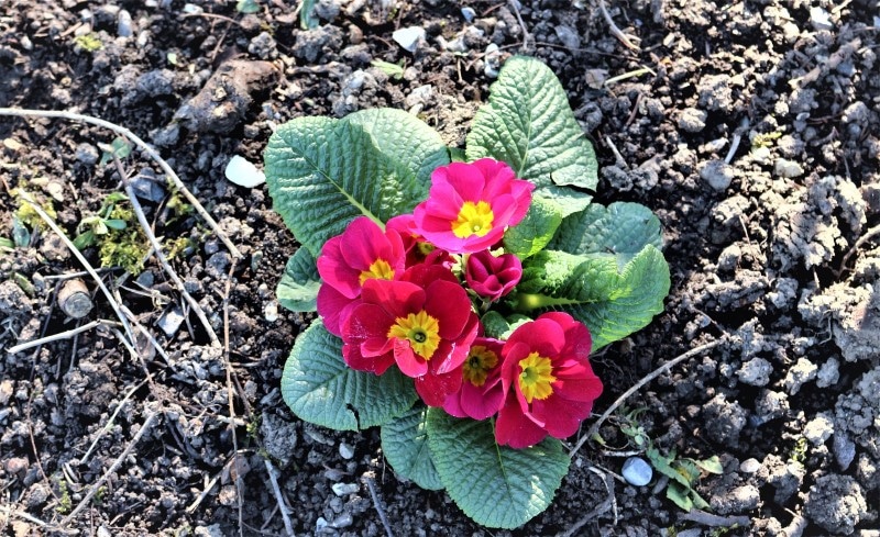 red primrose flowers