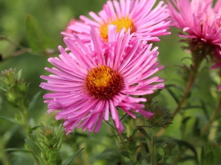 How to Grow and Care for Aster Flower | Florgeous