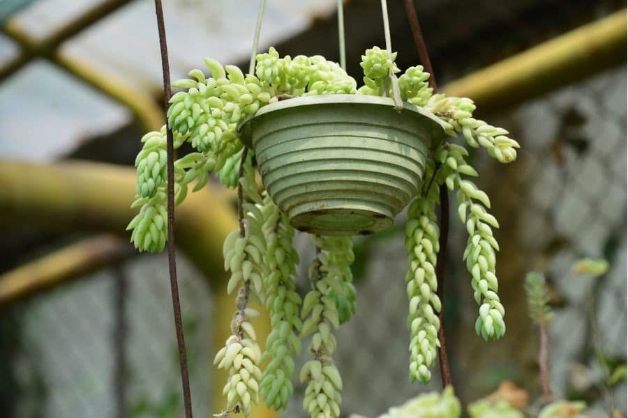sedum morganianum hanging basket 