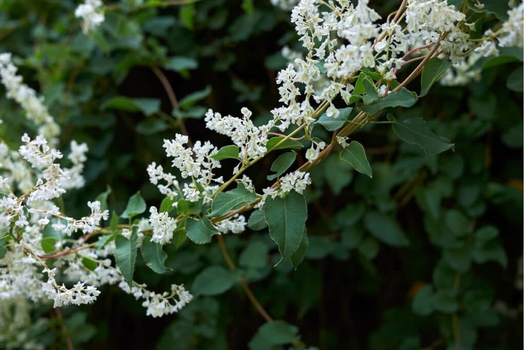 silver lace vine