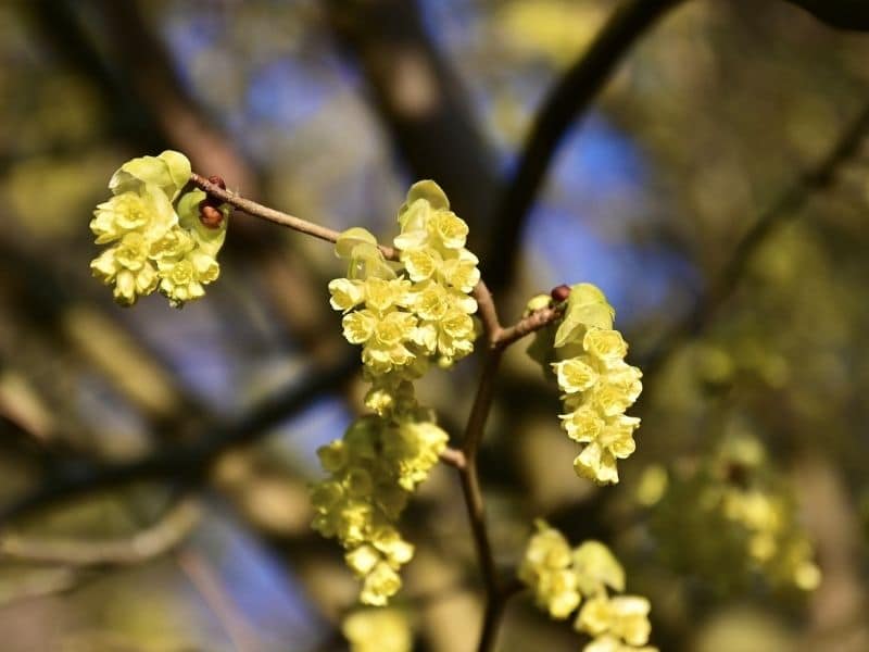 spicebush flower