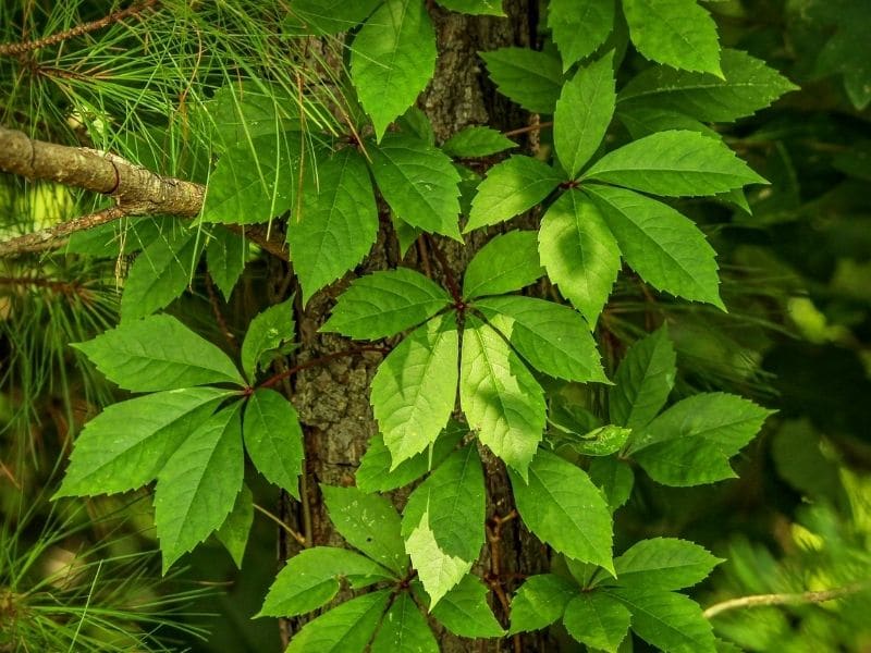 virginia creeper plant