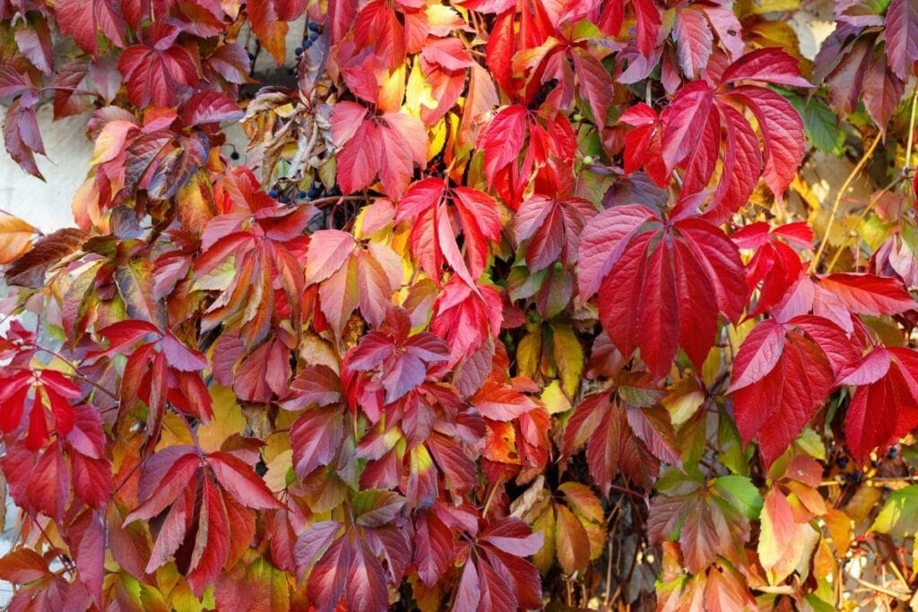 virginia creeper vine