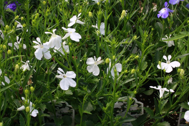 white lobelia