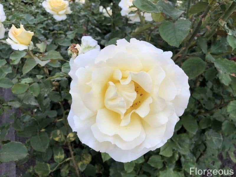 white rose flower