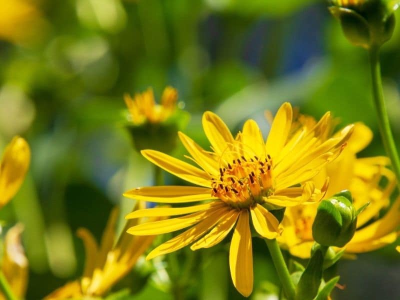 yellow aster flowers