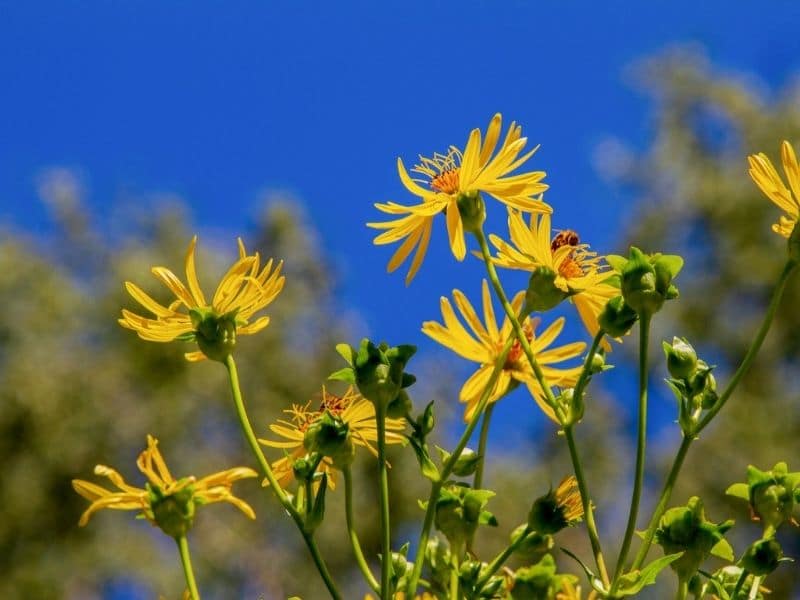 yellow mountain aster flowers