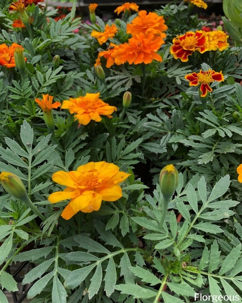 yellow orange tagetes