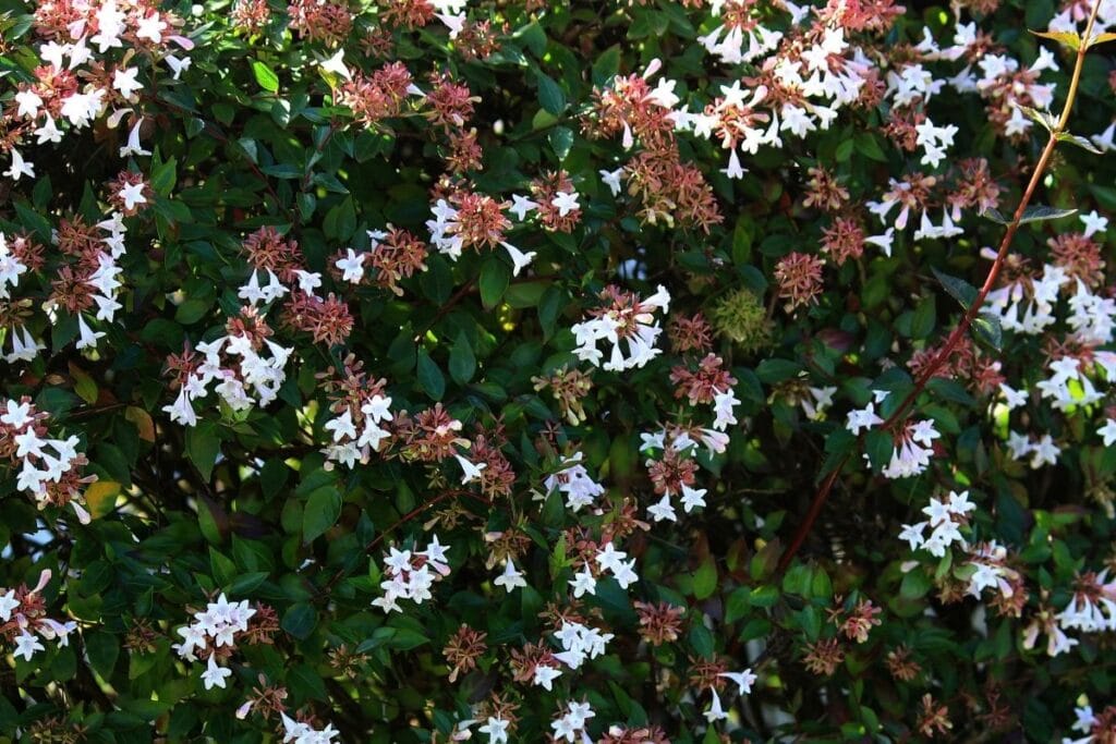 abelia grandiflora