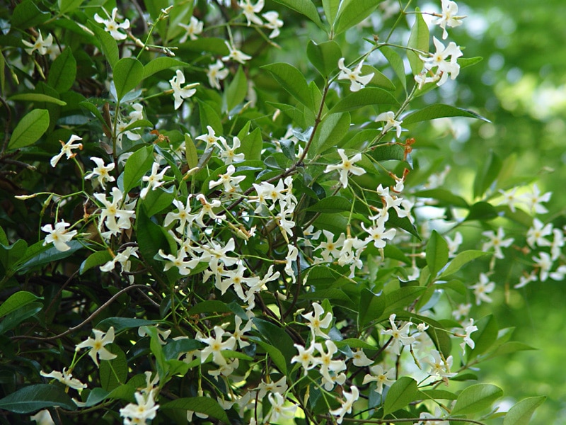 asiatic jasmine