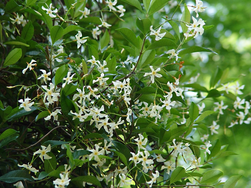 How To Grow and Care for Asiatic Jasmine (Trachelospermum asiaticum ...