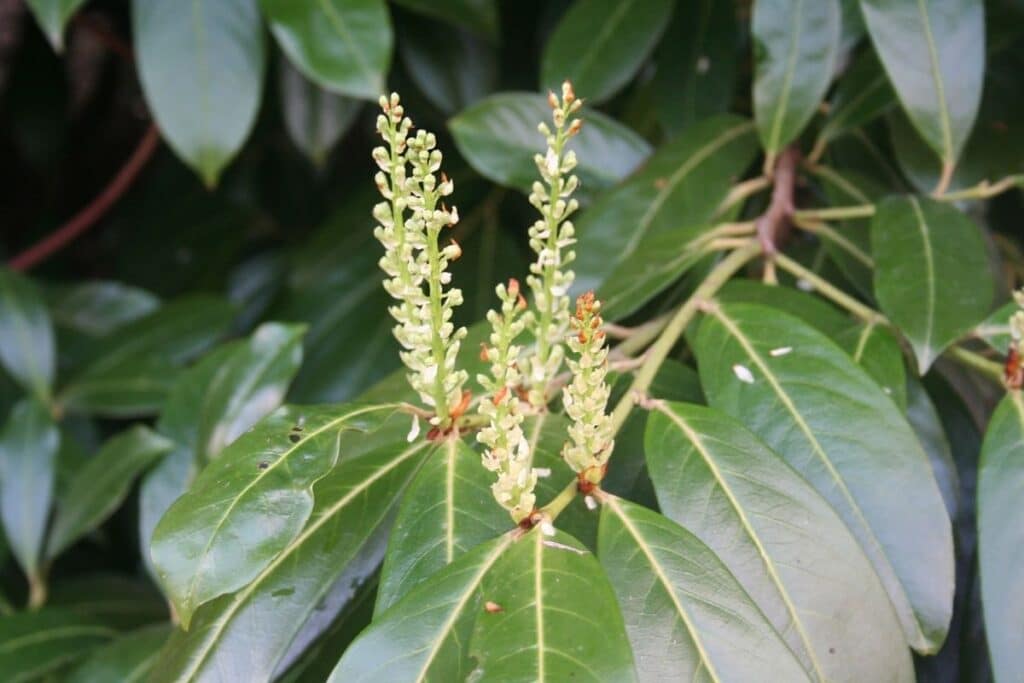 prunus laurocerasus leaf