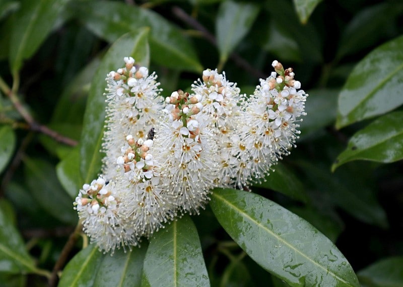 cherry laurel flowers