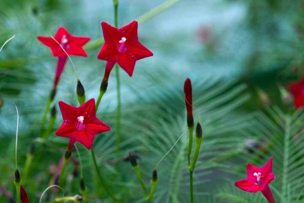 cypress vine