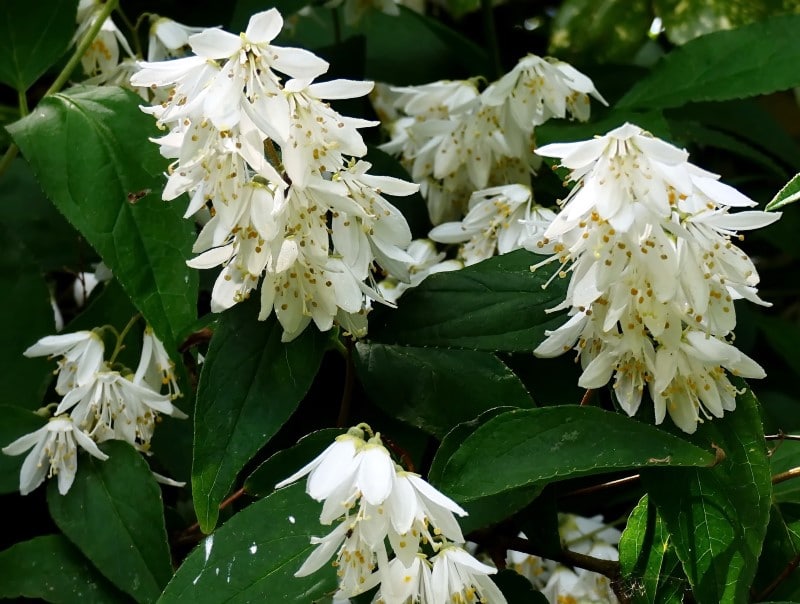 deutzia bush