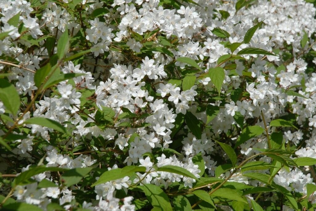 Deutzia gracilis