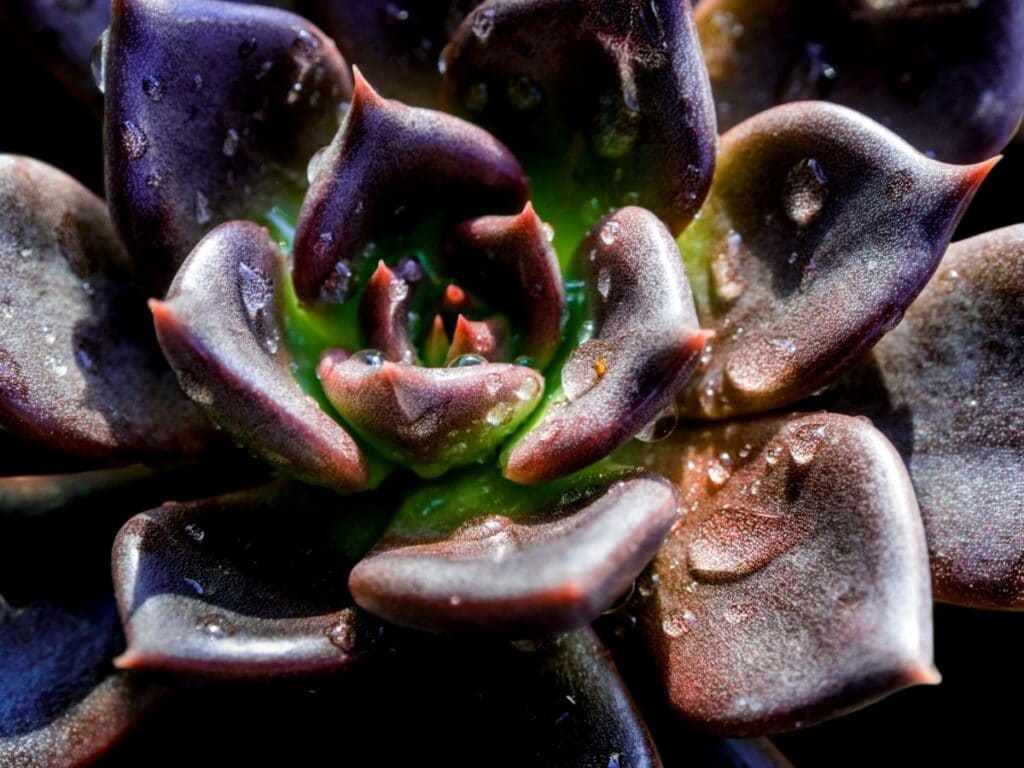 echeveria black prince